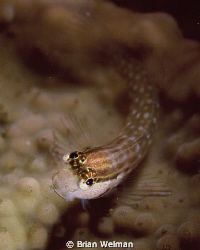 "Friendly Face"
Nalola Blenny taken with a 105mm macro a... by Brian Welman 